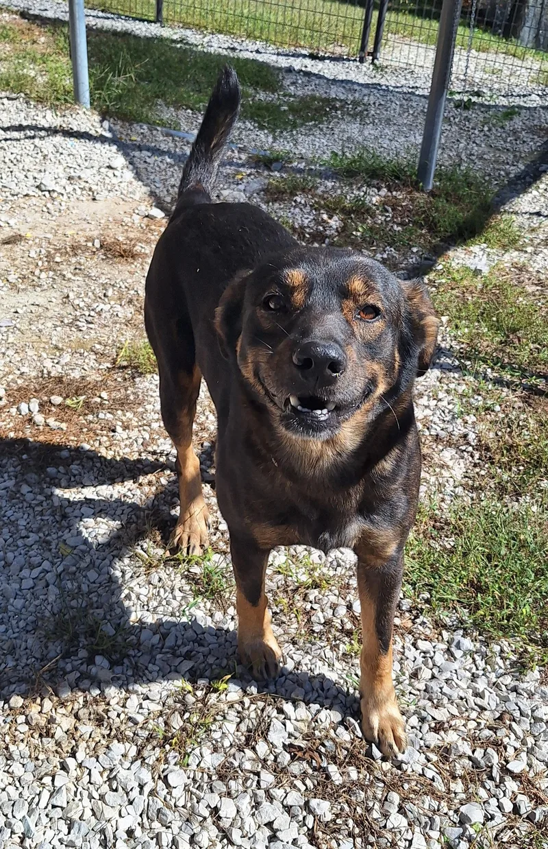 An adult medium-sized male Bicolor Shepherd dog named Reuben for adoption in Stanton, KY