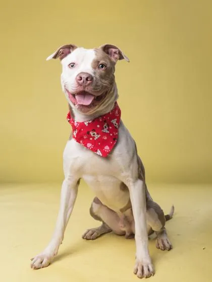 An adult large-sized male Mixed Breed dog named Hendrix for adoption in Atlanta, GA