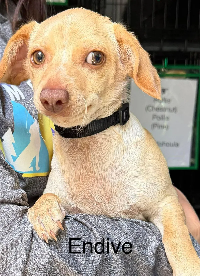 A baby small-sized male Chihuahua dog named Endive for adoption in New Baltimore, MI