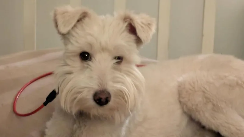 An adult small-sized female Poodle dog named Nola for adoption in Littleton, CO