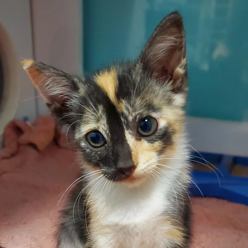 A baby small-sized female Calico Domestic Short Hair cat named Toast for adoption in Lake Jackson, TX