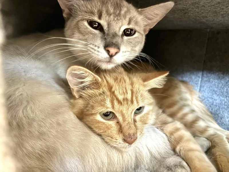A young medium-sized male Orange / Red Domestic Short Hair cat named Minnie and Ghost for adoption in Shawnee, KS