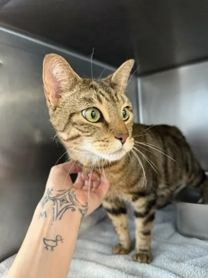 An adult small-sized male Domestic Short Hair cat named Minos for adoption in South Bend, IN