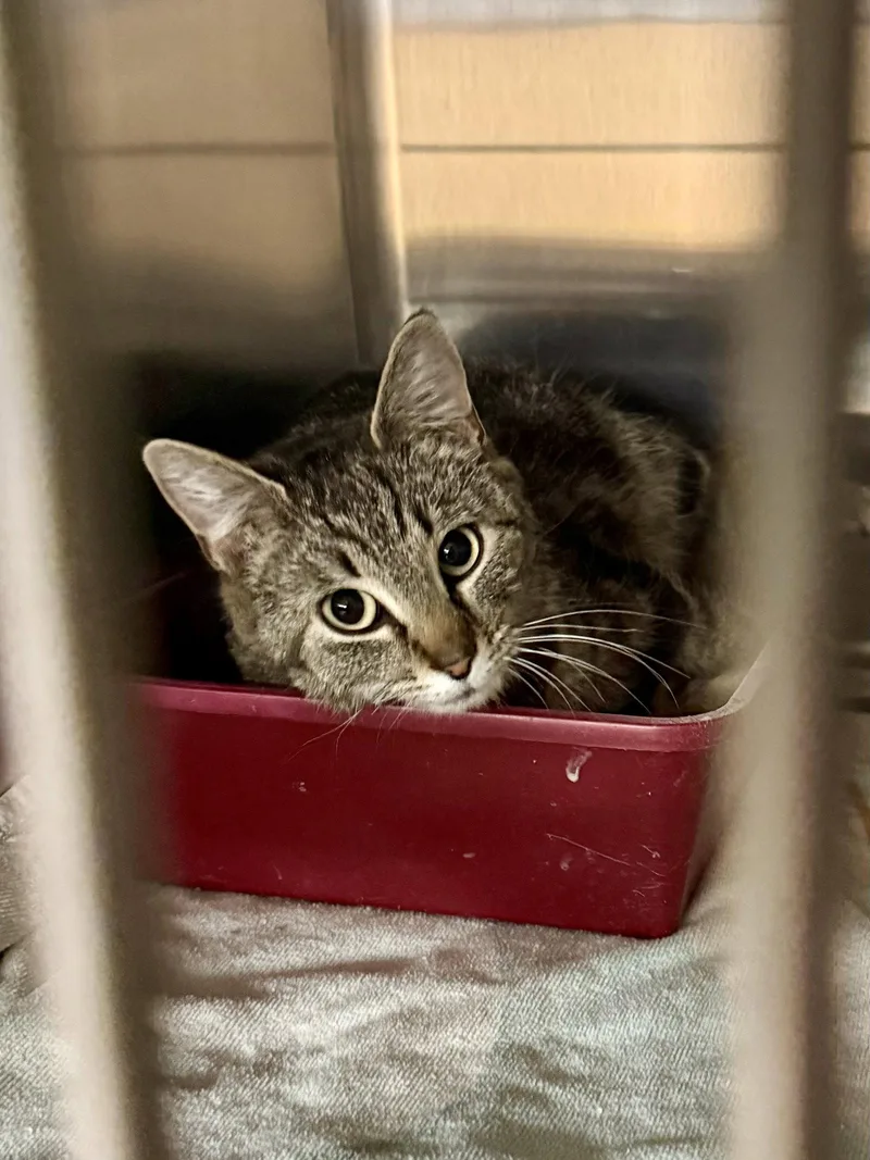 A young medium-sized female Domestic Short Hair cat named CAT Isabella for adoption in GILBERTS, IL