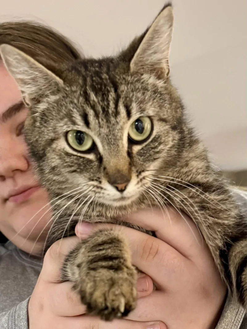 CAT  Isabella thumbnail 2
