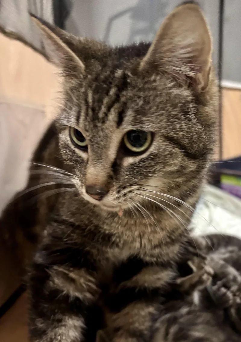 CAT  Isabella thumbnail 3