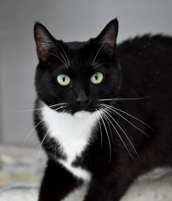 An adult medium-sized female Black & White / Tuxedo Domestic Short Hair cat named Baby for adoption in Marietta, GA