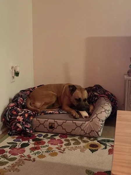 An adult large-sized female Black Mouth Cur dog named Lady for adoption in Austin, TX