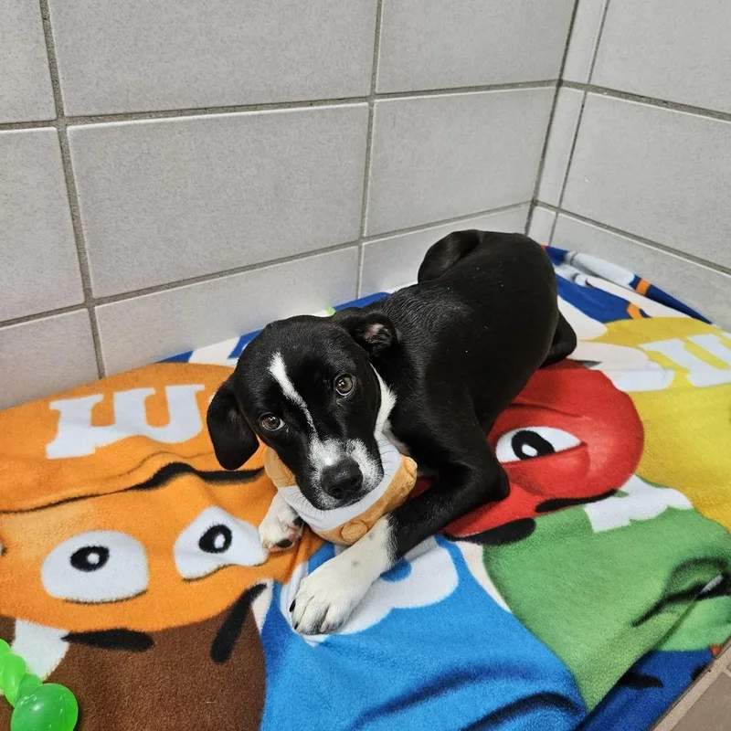 A baby small-sized female Black Mixed Breed dog named Bitty for adoption in Wantagh, NY