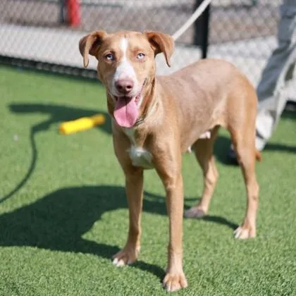 An adult large-sized female Yellow / Tan / Blond / Fawn Mixed Breed dog named Mandy for adoption in Atlanta, GA