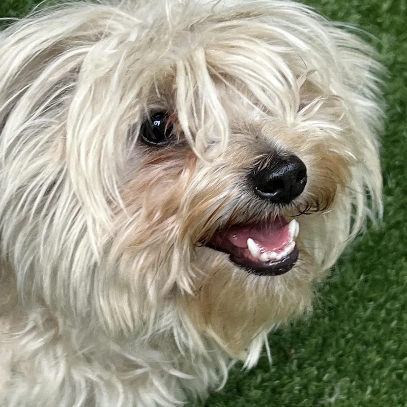 Cora thumbnail 5