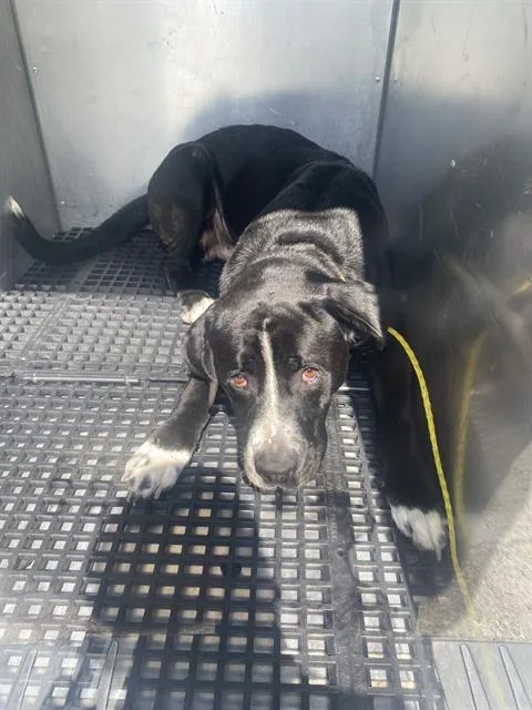 A young large-sized male Mixed Breed dog named Chato for adoption in Dallas, TX