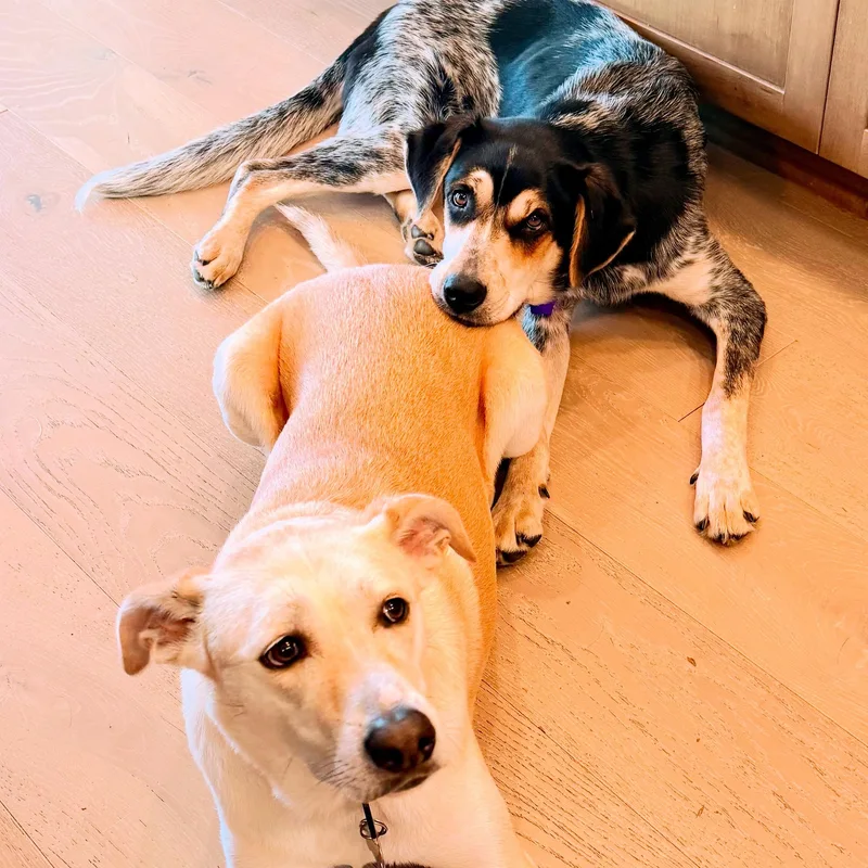 An adult medium-sized female Yellow / Tan / Blond / Fawn Yellow Labrador Retriever dog named Jazzy for adoption in Manassas, VA