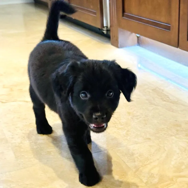 Cooper thumbnail 3