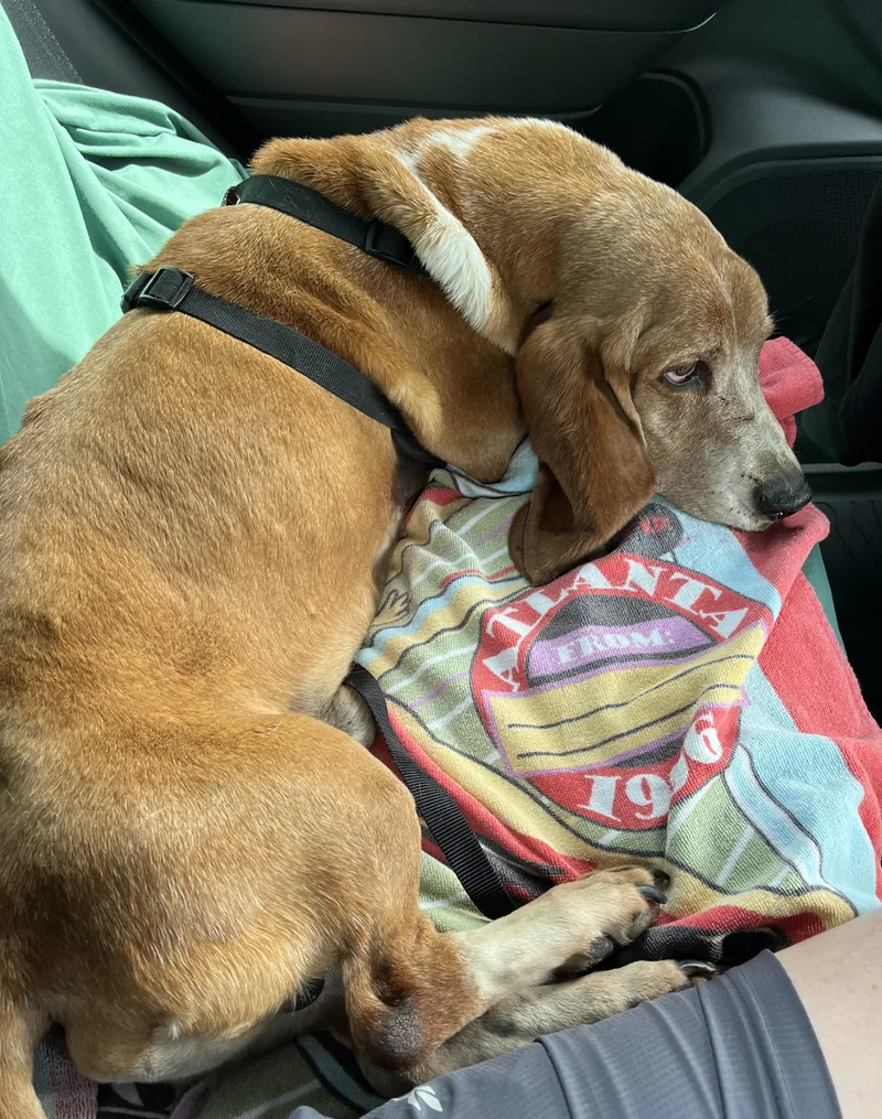 A senior medium-sized male Red / Chestnut / Orange Basset Hound dog named Memphis for adoption in Auburndale, FL