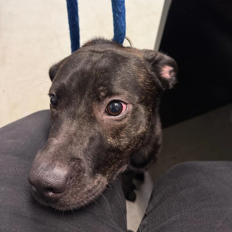 A senior medium-sized male Brindle Pit Bull Terrier dog named Brownie for adoption in Philadelphia, PA