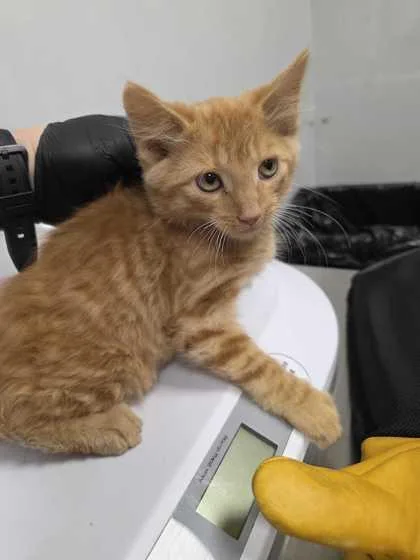 A baby small-sized male Domestic Short Hair cat named Emerald Jade Green Ball for adoption in Sevierville, TN