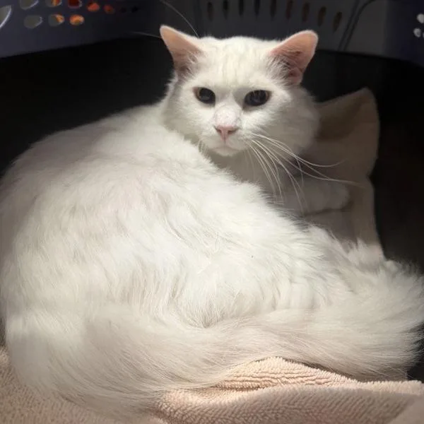 An adult medium-sized male Domestic Long Hair cat named Shoto for adoption in Escondido, CA