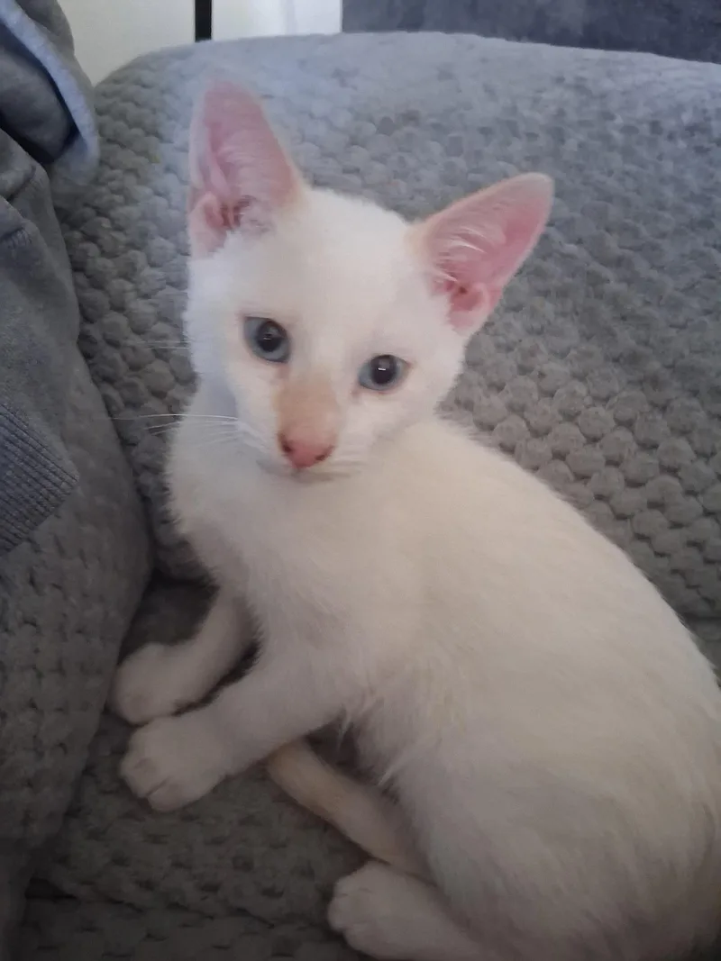 A baby medium-sized male Domestic Short Hair cat named Washington for adoption in Pocatello, ID