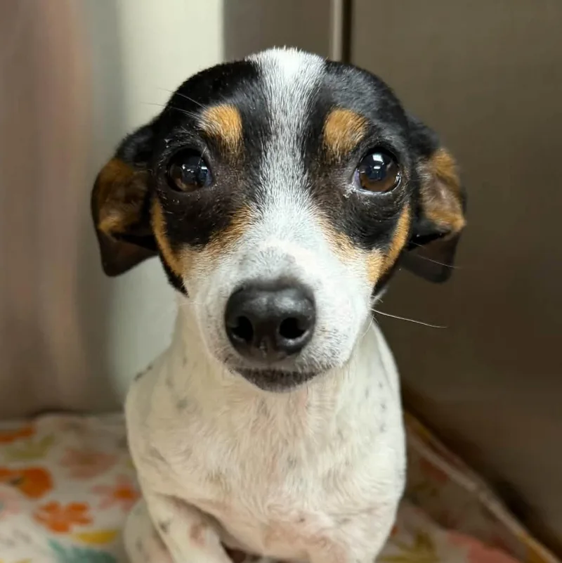 A young small-sized female White / Cream Rat Terrier dog named Tiffany for adoption in Semmes, AL