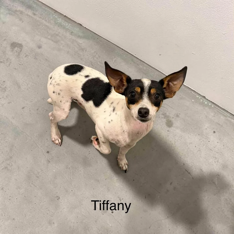 Tiffany thumbnail 2