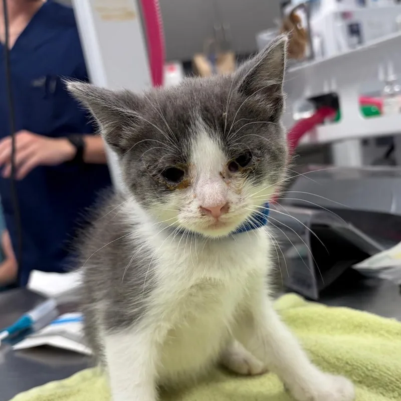 A baby small-sized male White Domestic Short Hair cat named Captain for adoption in Milton, FL