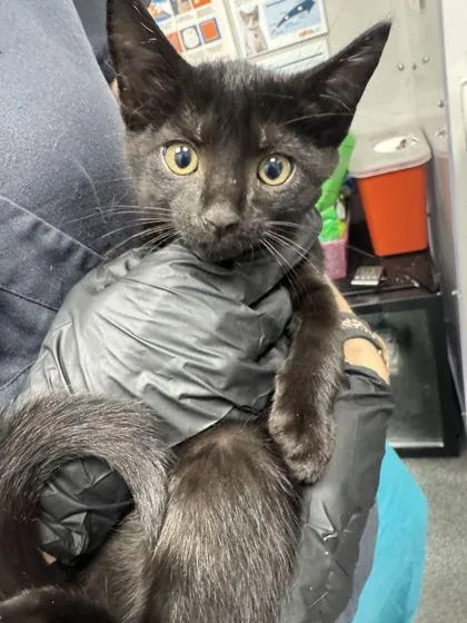 A baby small-sized female Domestic Short Hair cat named Twinkie for adoption in Sevierville, TN