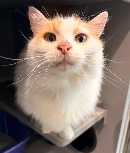 A senior medium-sized female Domestic Short Hair cat named Quinn for adoption in Leesburg, VA