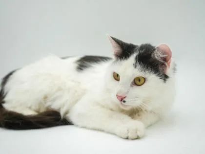An adult medium-sized female Domestic Medium Hair cat named Cedar for adoption in Bowling Green, KY