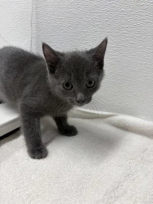 A baby small-sized female Domestic Short Hair cat named Left Eye for adoption in West Chester, PA