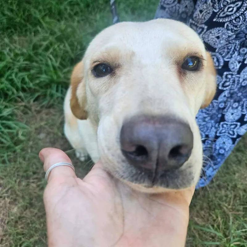 A young medium-sized female Yellow / Tan / Blond / Fawn Yellow Labrador Retriever dog named Winnie for adoption in Bethpage, NY