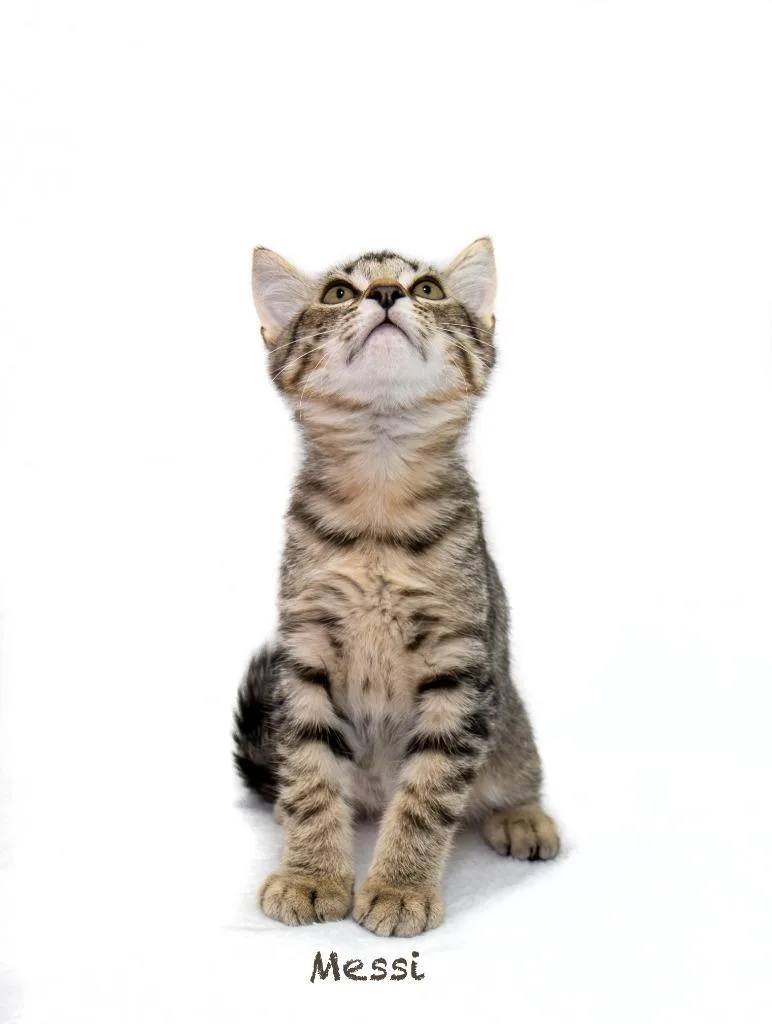 A baby small-sized male Domestic Short Hair cat named Messi for adoption in Hot Springs Village, AR