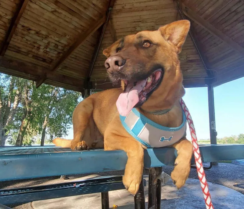 A senior large-sized female Shar-Pei dog named Callista for adoption in West Richland, WA