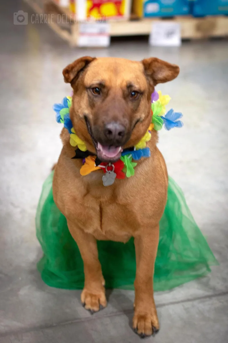 Callista thumbnail 6