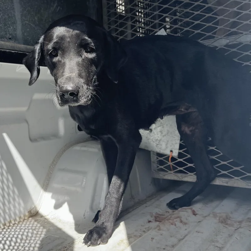 An adult medium-sized female Black Rhodesian Ridgeback dog named Ari for adoption in Edinburg, TX