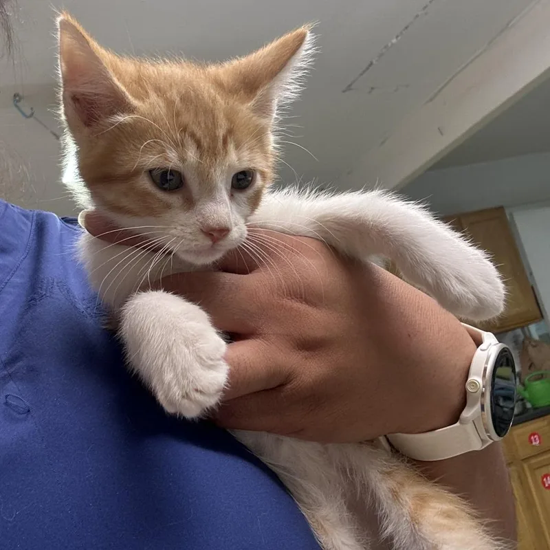 A baby small-sized male Orange / Red Domestic Medium Hair cat named Bacon for adoption in Leander, TX