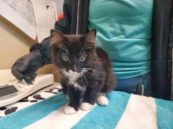 A baby small-sized female Domestic Long Hair cat named Shoko for adoption in Oceanside, CA