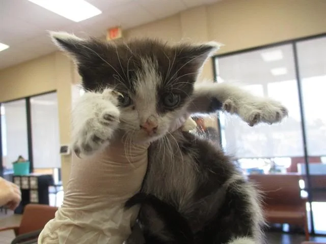 A baby small-sized male Domestic Short Hair cat named Basil for adoption in Ocala, FL