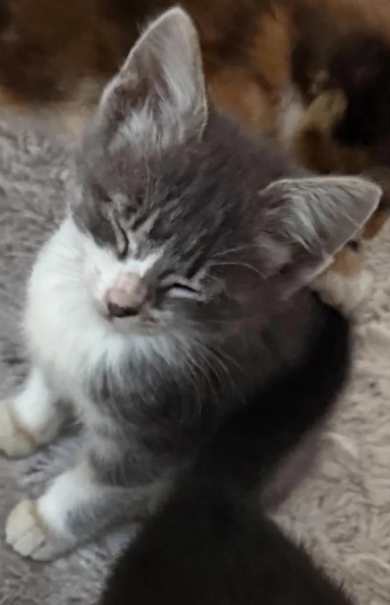 A young large-sized male Domestic Short Hair cat named Bandit for adoption in Stockbridge, GA