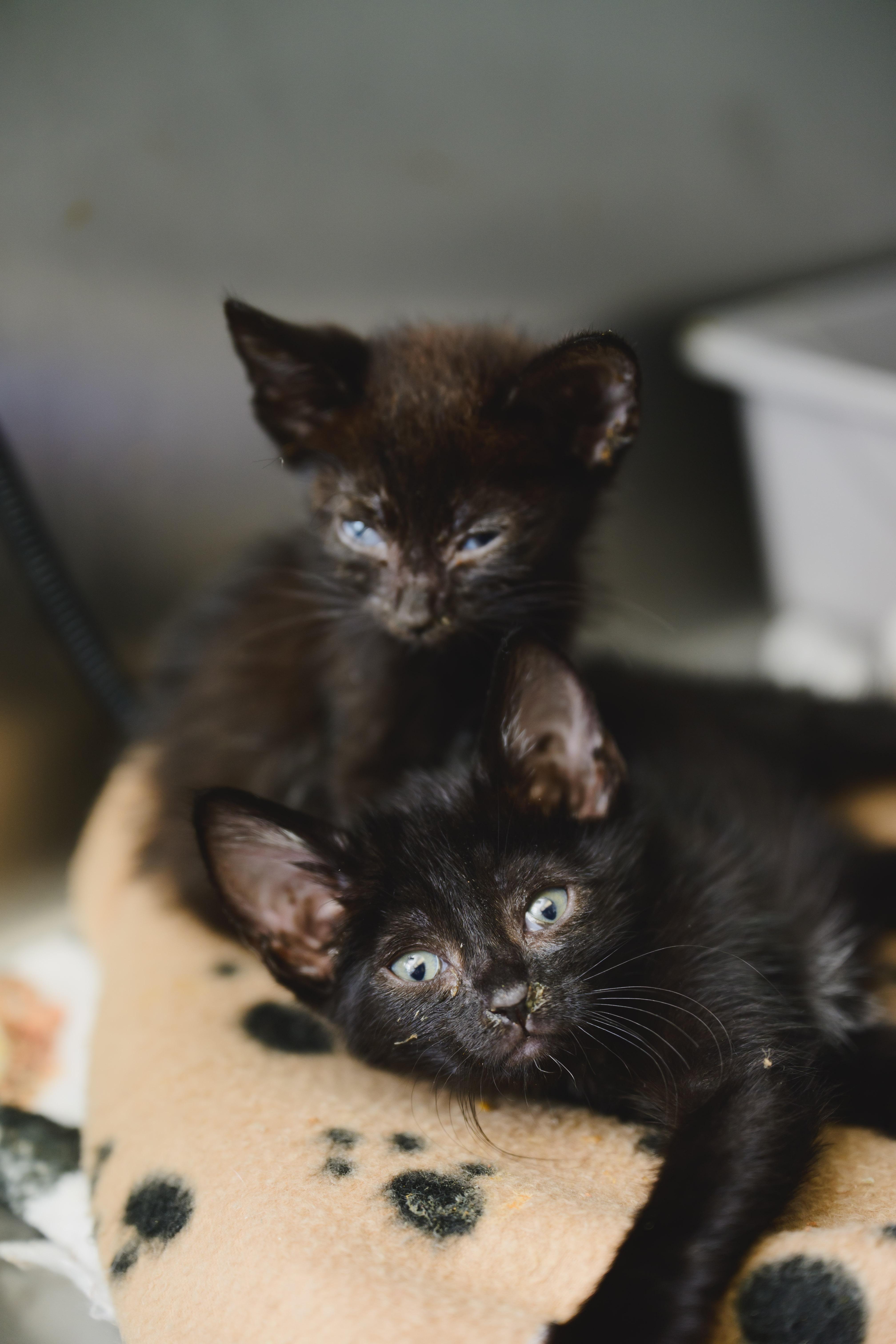 A baby small-sized female Domestic Short Hair cat named Ellie for adoption in Honolulu, HI