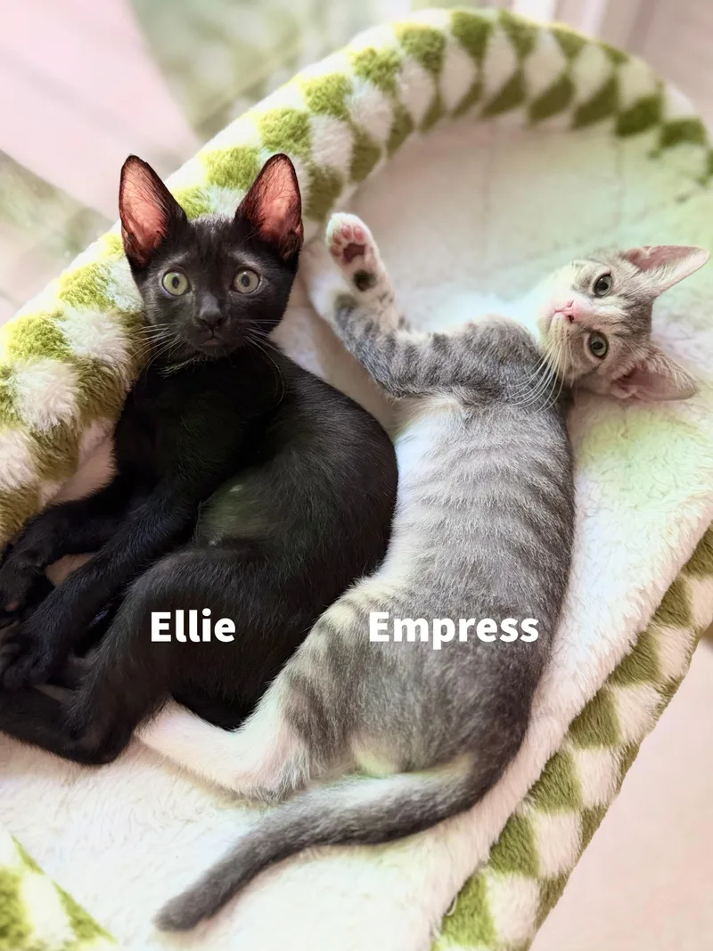 Ellie thumbnail 4