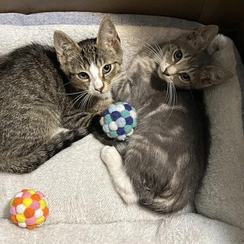 A baby small-sized male Brown / Chocolate American Shorthair cat named Waffle for adoption in Oceanside, NY
