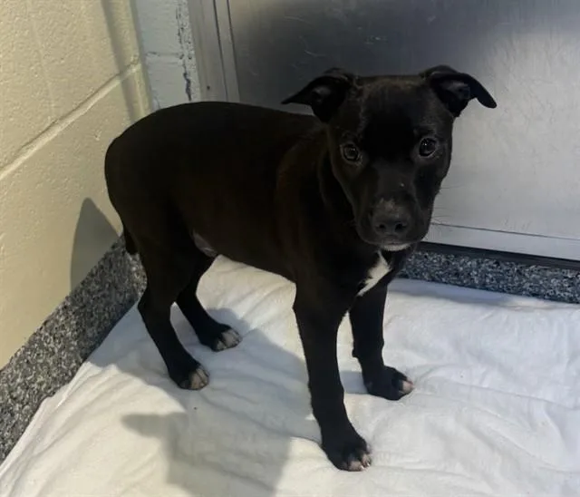 A baby medium-sized male Labrador Retriever dog named Jack for adoption in Brewster, MA