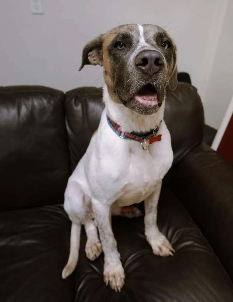 A young large-sized male Hound dog named Tom for adoption in Cincinnati, OH