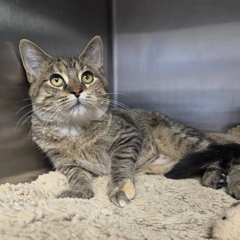 A young medium-sized female Torbie Domestic Short Hair cat named Cicada for adoption in Chilton, WI
