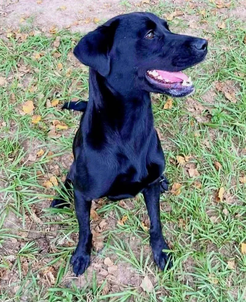 A young medium-sized female Black Labrador Retriever dog named Pinky for adoption in Killingworth, CT