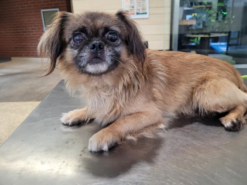An adult small-sized male Pekingese dog named Cairo for adoption in Los Angeles, CA