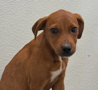 Pup Dulce thumbnail 2