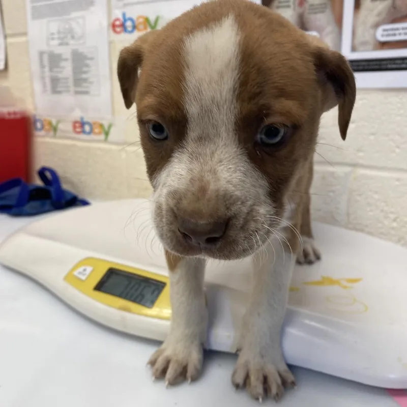 A baby medium-sized male Brown / Chocolate Mixed Breed dog named Fay for adoption in Memphis, TN