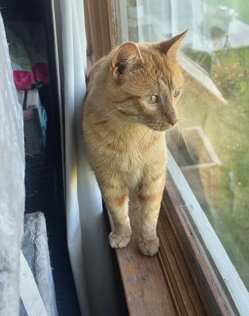 A young medium-sized male Tabby (Orange / Red) Domestic Short Hair cat named Meowvin for adoption in Fertile, MN